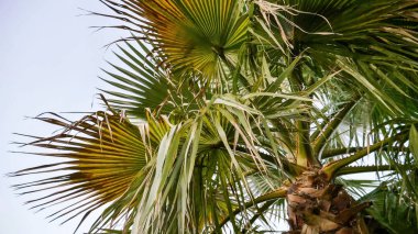 Yaz lık bir günde gün batımında palmiye ağacı ile görüntü