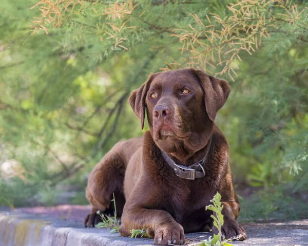 Kahverengi labrador köpek bir yaz günü gölgede oturan — Stok fotoğraf