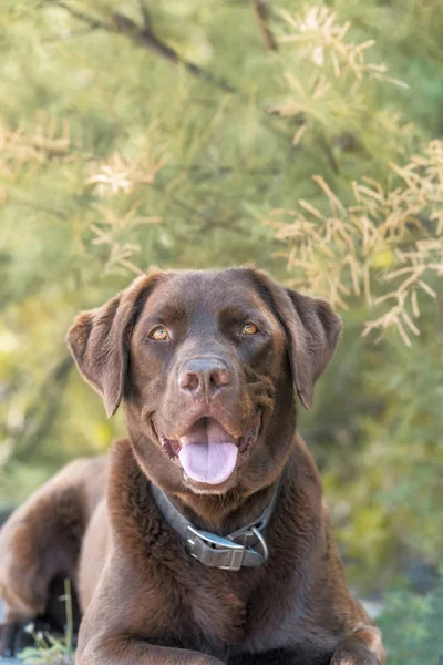 Gölgede oturan güzel bir kahverengi labrador köpek portresi — Stok fotoğraf