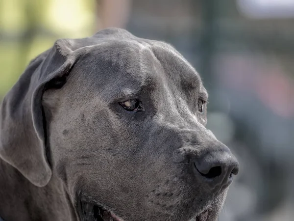 Doğal bir parkta Büyük Dane köpek yakın çekim