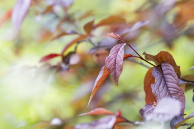 Sonbahar yaprakları ile dalların yakın çekim