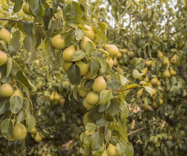Bir meyve bahçesinde armut dolu şube ile güzel görüntü