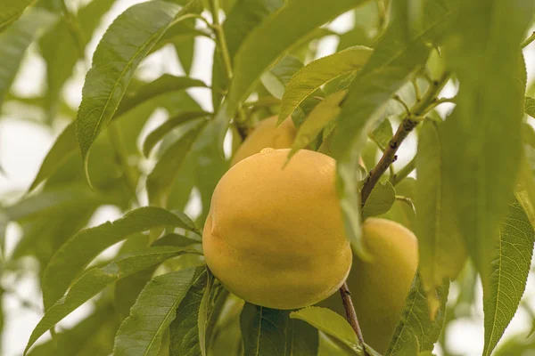 Primer plano con frutas maduras de melocotón en el huerto — Foto de Stock