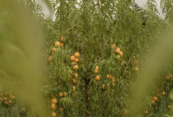 Scena z drzewami brzoskwiniowymi i dojrzałymi owocami w naturalnym ogrodzie — Zdjęcie stockowe