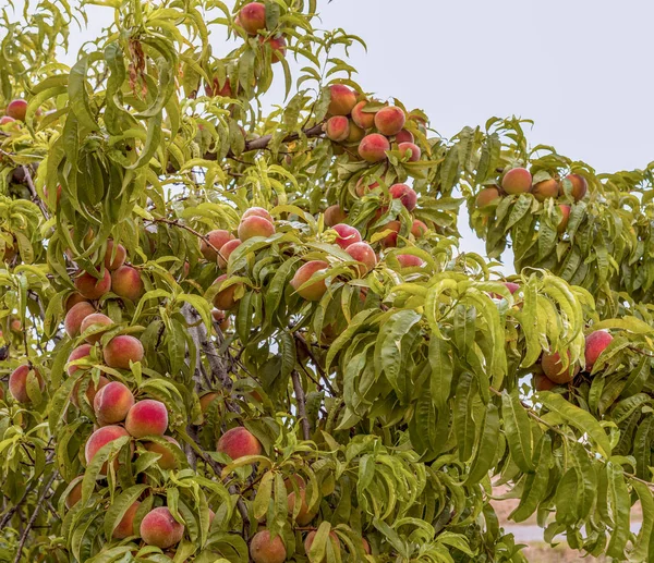 Gałęzie czerwonego brzoskwiniowego drzewa w ogrodzie warzywnym — Zdjęcie stockowe