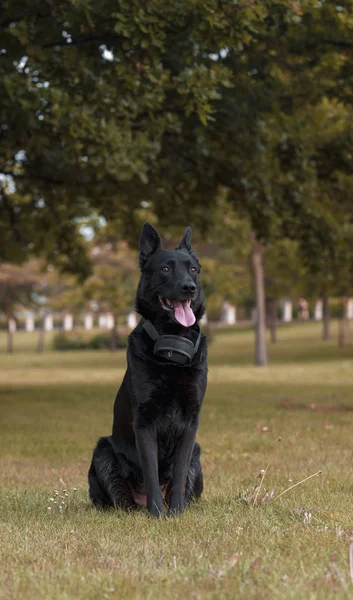 自然公園に座っている黒いベルギーの羊飼いの犬 — ストック写真