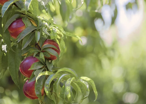 Gałąź z owocami naturalnych nektarynek w ogrodzie przygotowanym do zbioru — Zdjęcie stockowe