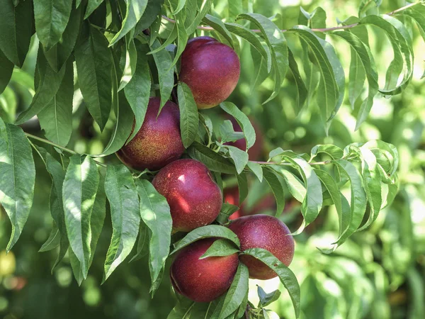 Gałąź z dojrzałych owoców nektaryn w drzewie — Zdjęcie stockowe