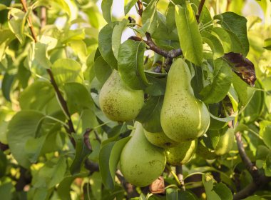 Bir meyve bahçesinde doğal armut ile Şube