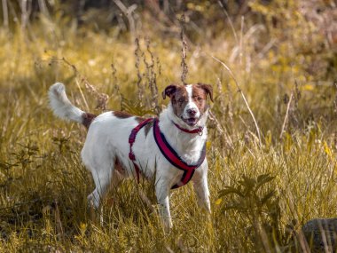 Sonbahar doğal parkta oynayan Mongrel köpek