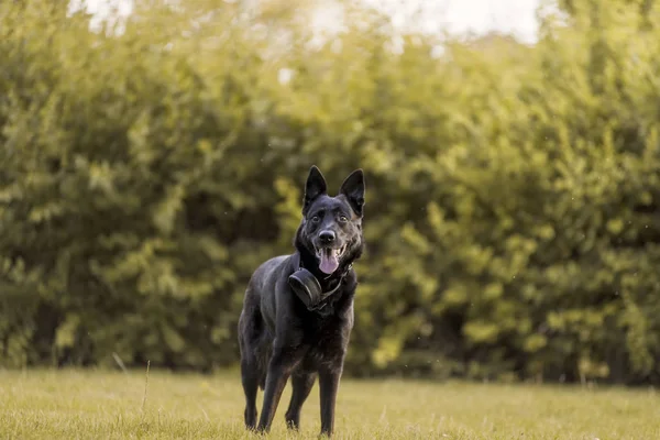 美丽的比利时牧羊犬在自然公园看 — 图库照片