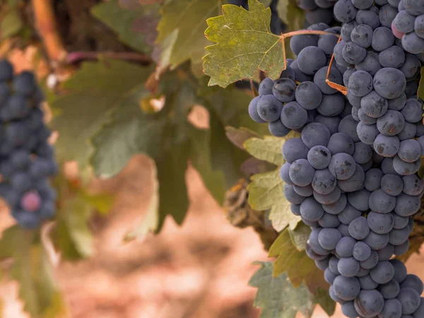 Primer plano con grandes uvas rojas a la espera de la cosecha — Foto de Stock