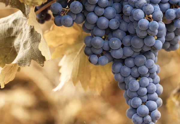 Uvas tintas naturales madurando en un huerto — Foto de Stock