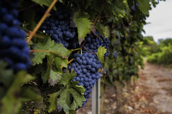 Крупный план с красным виноградом в винограднике — стоковое фото