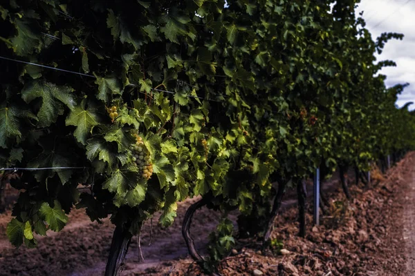 Cena com uva de vinho branco natural em uma vinha — Fotografia de Stock