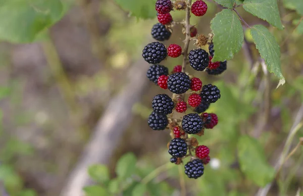 Close-up met de tak van natuurlijke BlackBerry fruit in een bos — Stockfoto