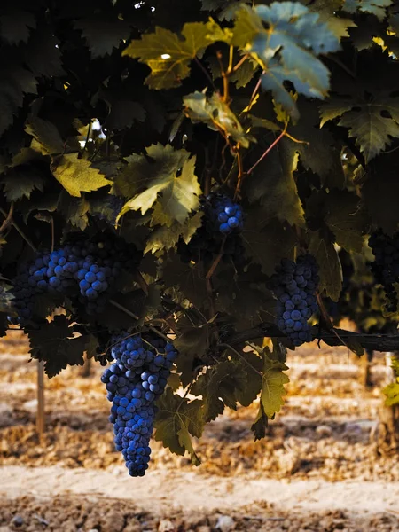 Vin rouge naturel raisin dans un vignoble — Photo