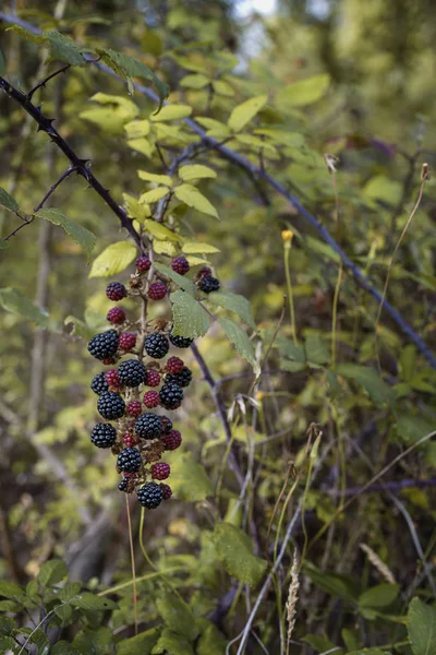 Ветвь с натуральными ягодами ежевики в лесу — стоковое фото