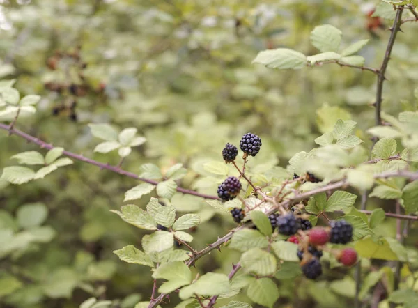 Imagine selectivă de focalizare a mure naturale sălbatice — Fotografie, imagine de stoc