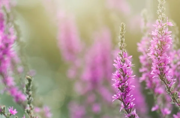 Nádherný obraz s fialovými květy pole v plném květu Stock Snímky