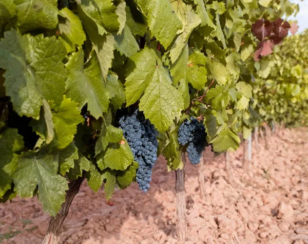 Природный черный виноград на рассвете готов к сбору урожая — стоковое фото
