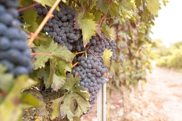 Uvas negras naturales en el jardín preparadas para la cosecha — Foto de Stock