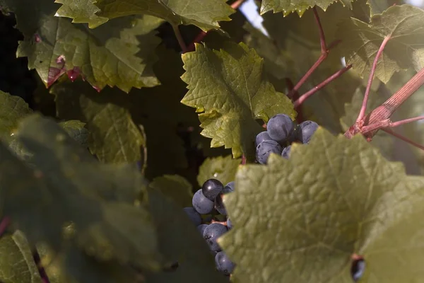 Natural black grape at dawn hidden among the leaves — Stock Photo, Image