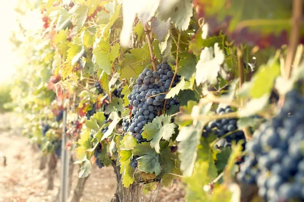 Amanecer en el jardín con uvas negras — Foto de Stock