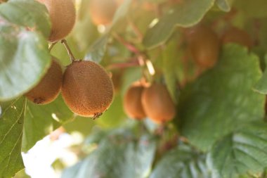 Ağaçta doğal kivi meyveleri ile güzel yakın çekim