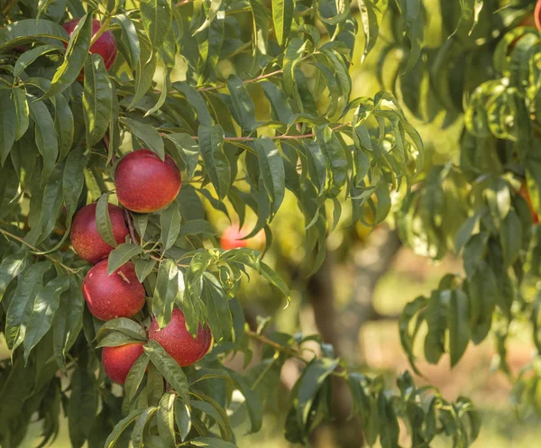 Naturalne czerwone nektarynki w ogrodzie gotowe do zbioru — Zdjęcie stockowe