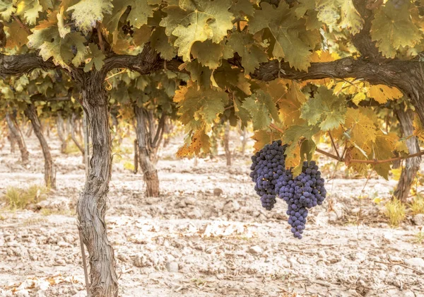 Изображение с осеннего виноградника — стоковое фото