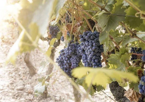 Закрыть виноградом, готовым к заготовке — стоковое фото