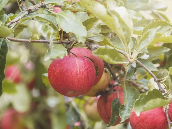 Naturalne czerwone jabłka w organicznym ogrodzie — Zdjęcie stockowe