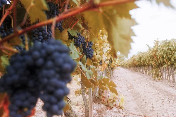 Belle image avec le vignoble d'automne verger — Photo