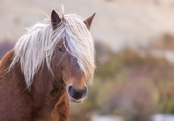 Vackert porträtt av en häst på fältet — Stockfoto