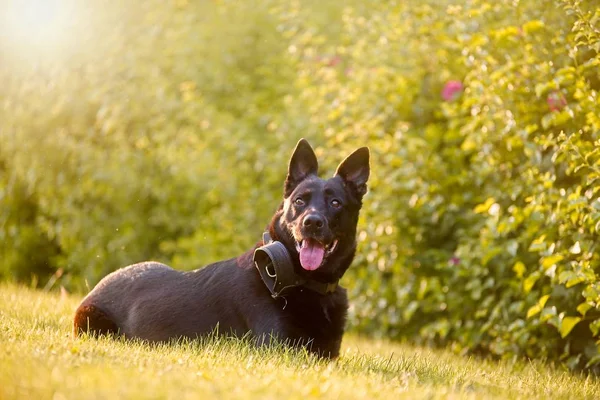 Close-up with the Black Belgian Shepherd sitting in the grass of a park — ストック写真