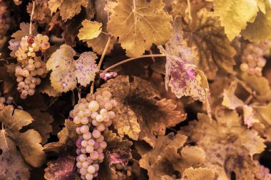 Doğal üzümlü sahne hasat için hazır.