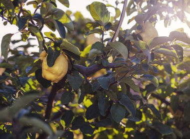 Güzel gün doğumu Doğal ayva bahçesi