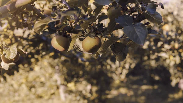 Pommes naturelles Reineta dans le jardin — Photo