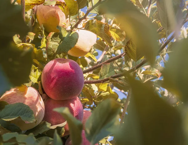 Fuji apples in the garden at sunrise