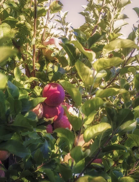 自然成熟的苹果，日出时分在花园里 — 图库照片