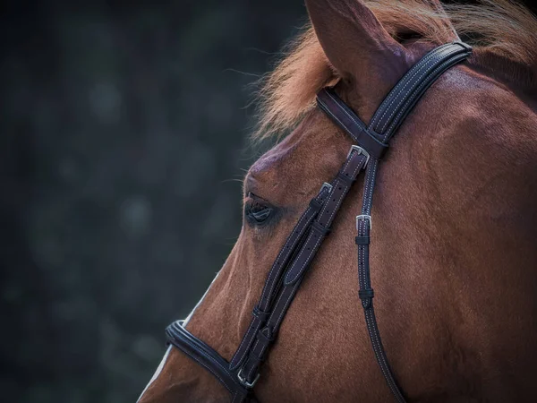 Scène Met Bruin Paard Close Natuur — Stockfoto