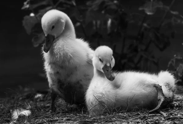 Két Hattyúcska Együtt Pihen — Stock Fotó