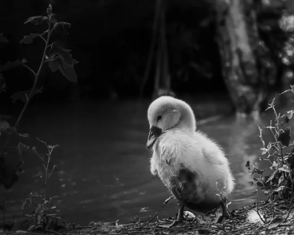 Mladá Labuť Právě Vyšla Jezera — Stock fotografie