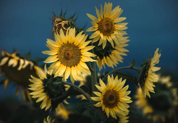Natural Sunflower Flower Bouquet Sunrise — Stock Photo, Image