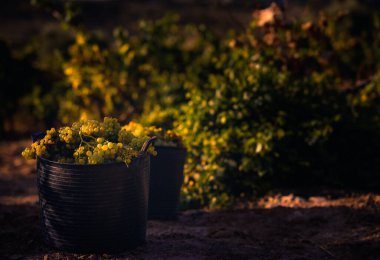 Tarlada gün doğumunda beyaz üzüm hasadı..