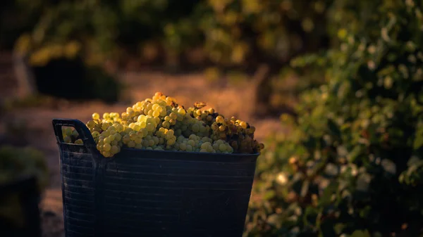 Cubo Con Uvas Blancas Amanecer Campo —  Fotos de Stock