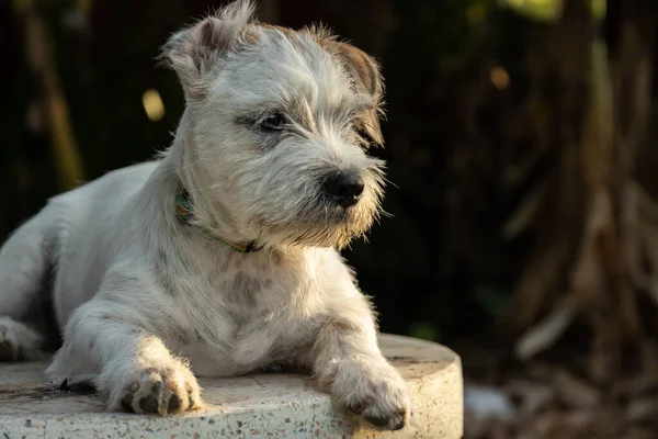 Yakın plan Kirli Jack Russell Terrier köpeği