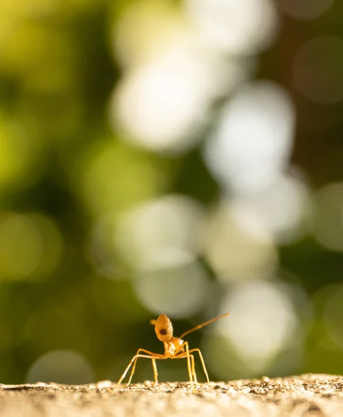 Foco Suave Bunda Formiga Vermelha — Fotografia de Stock