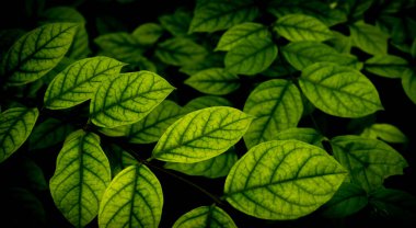 Bahçede kapalı yeşil yaprak, koyu renkli duvar kağıdı konsepti